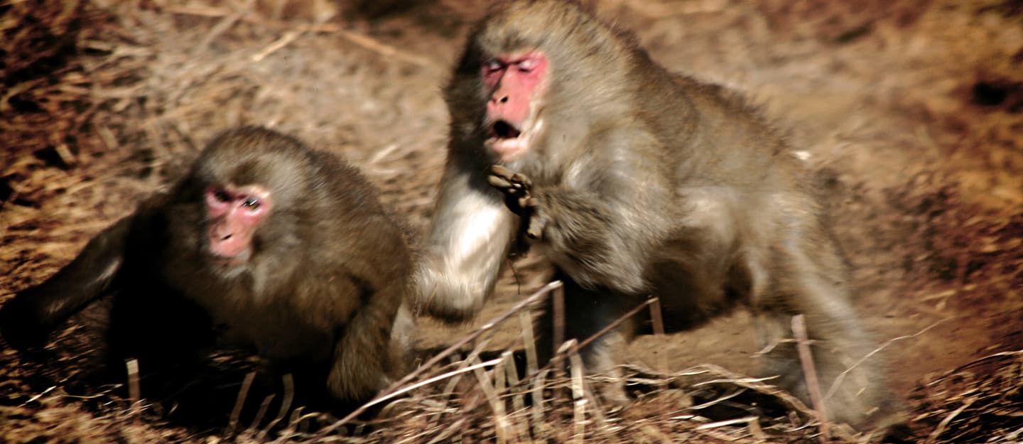 2 macaques